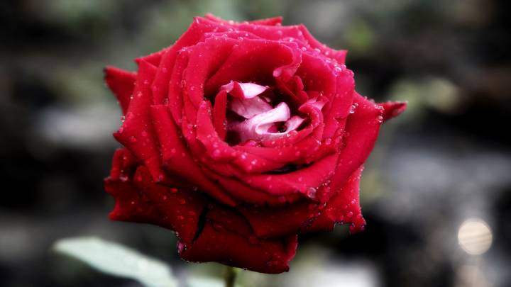 Aprilia Red Rose 50 (Розочка)